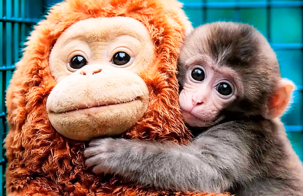 O macaquinho Punch que viralizou na internet