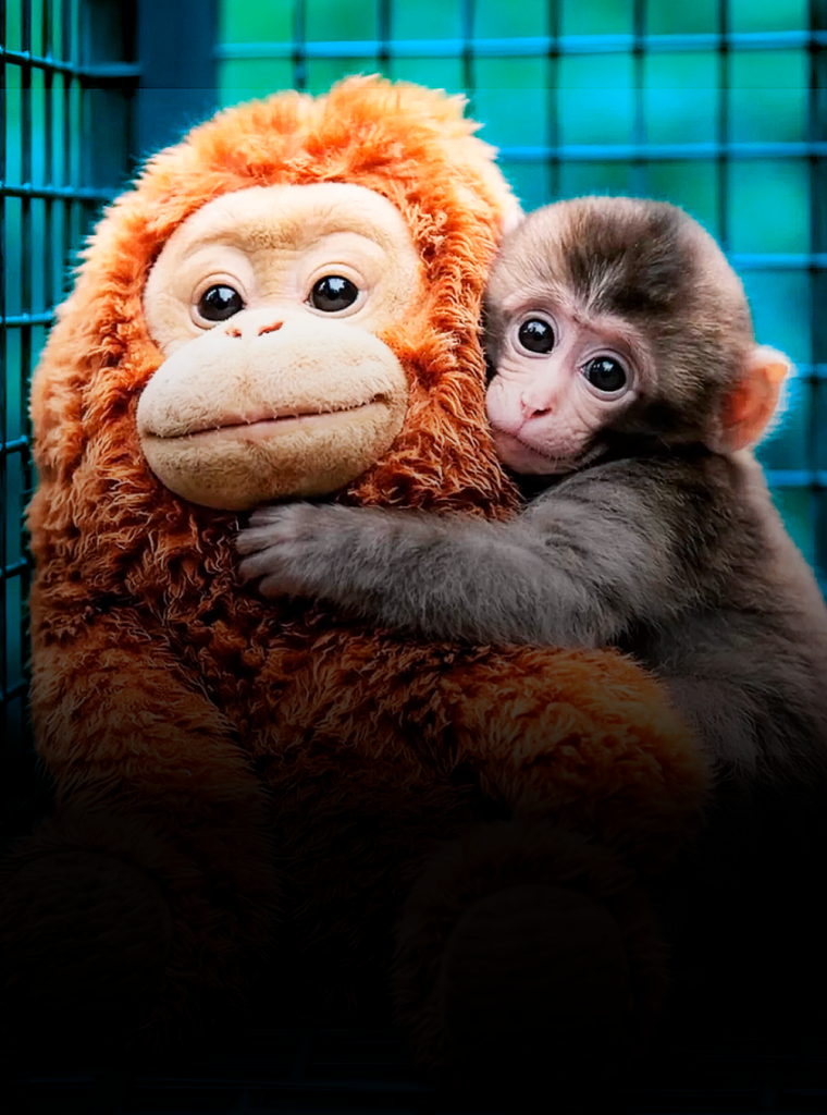 O macaquinho Punch que viralizou na internet